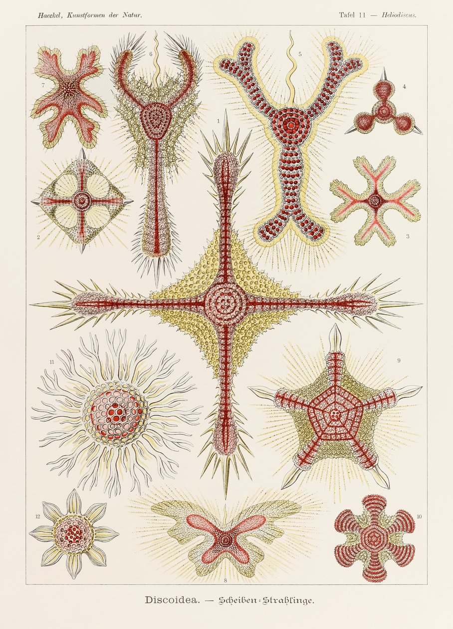 Tafel 11 Heliodiscus Discoidea aus 