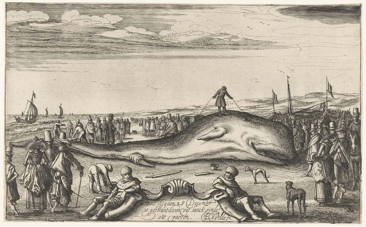 Gestrandeter Pottwal am Strand von Noordwijk, 1614 von Esaias van de Velde