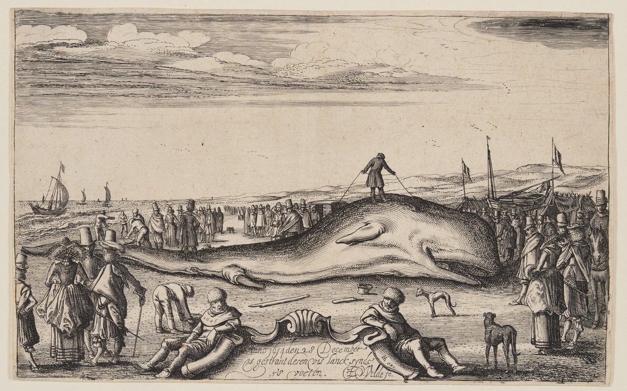 Gestrandeter Pottwal bei Noordwijk von Esaias van den Velde I