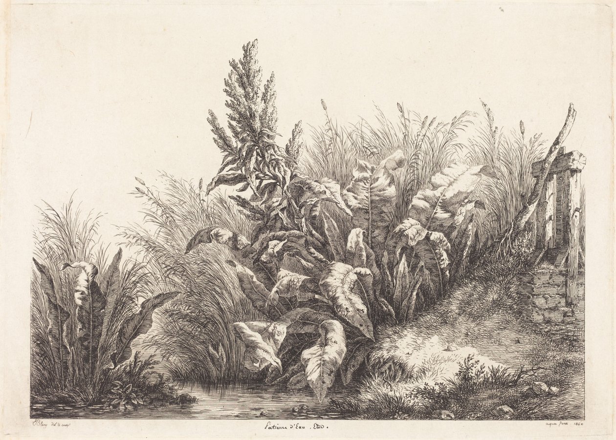 Wasser-Ampfer, Studie von Eugene Bléry
