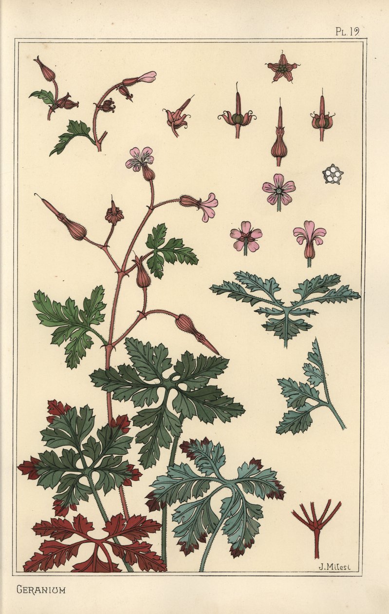 Botanische Illustration einer Geranienblume, Blütenblätter, Blätter von Eugene Grasset
