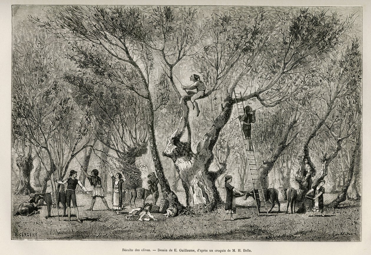 Die Olivenernte in der Region Amphissa, Zeichnung von E. Guillaume, um die Geschichte von Henri Belle: Reise nach Griechenland zu illustrieren. von Eugene Guillaume