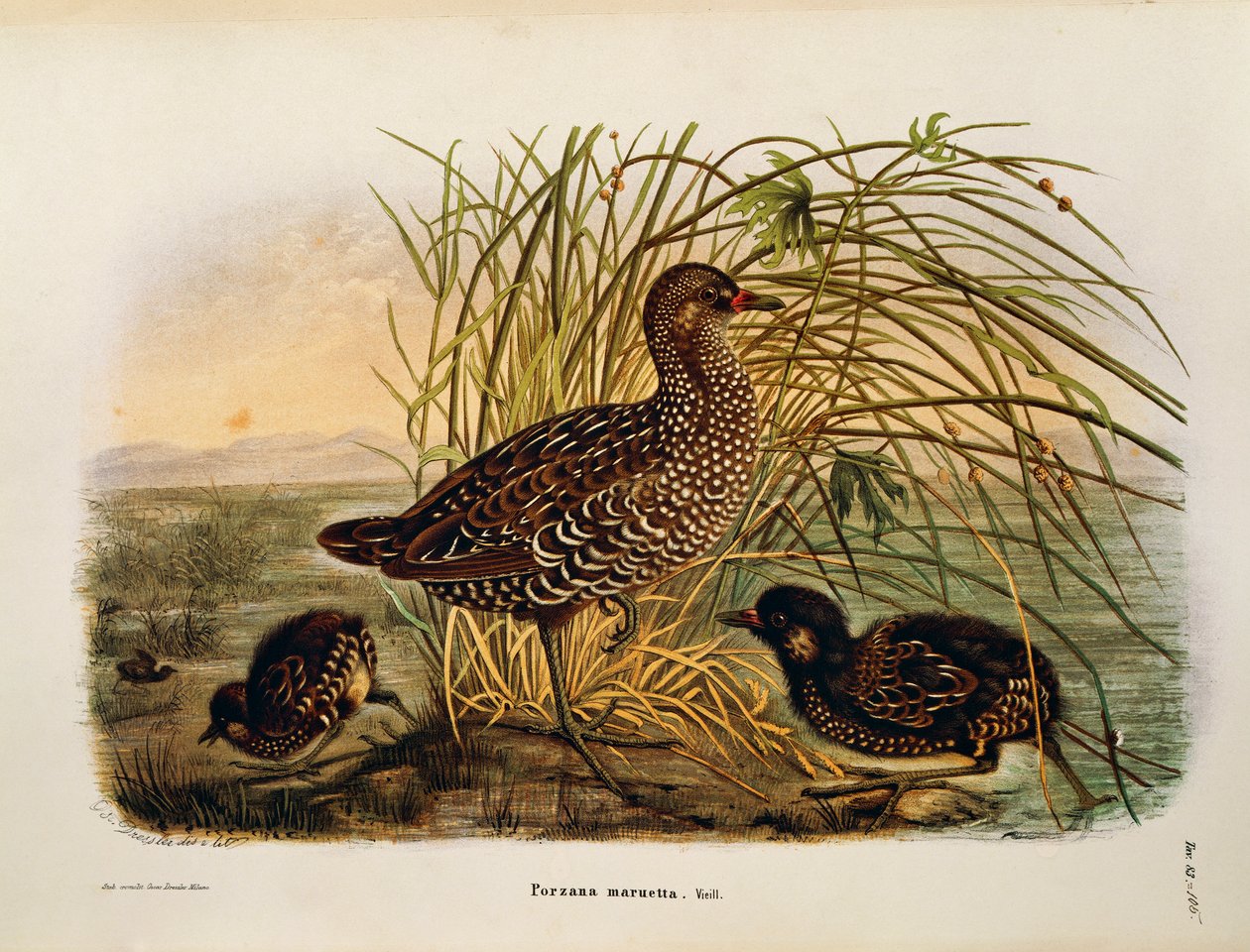 Illustration aus Eugenio Bettonis "Natural History of Birds that Nest in Lombardy" (Spotted Crake) von Eugenio Bettoni, Oscar Dressler