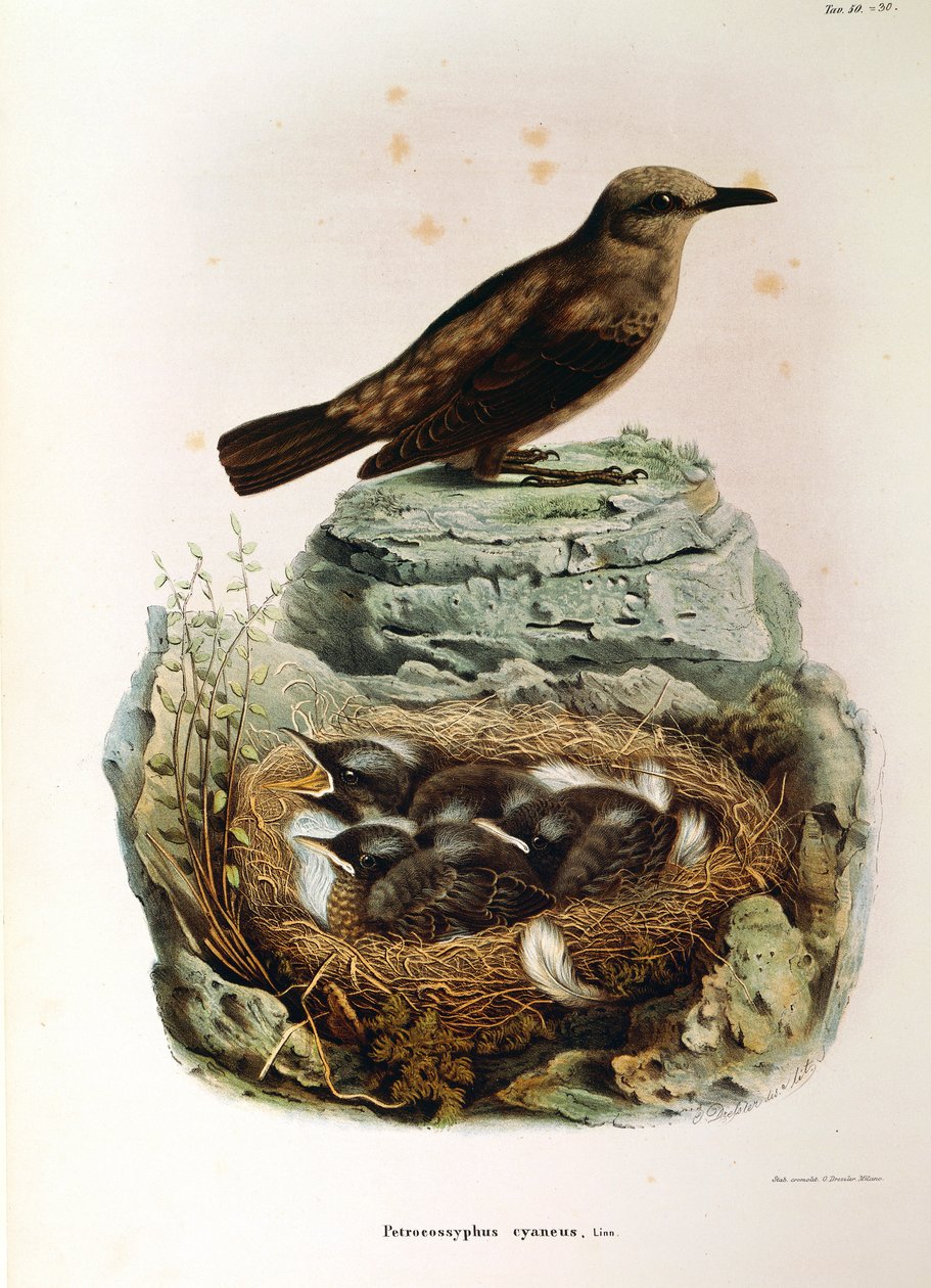 Illustration aus Eugenio Bettonis "Natural History of Birds that Nest in Lombardy" (Blue Rock Thrush) von Eugenio Bettoni, Oscar Dressler