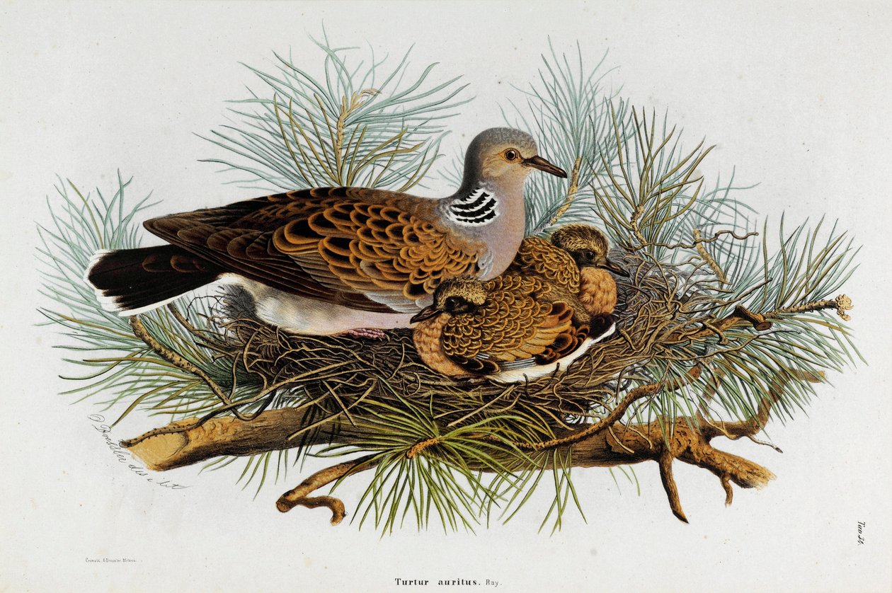 Darstellung der Taube (Turteltaube) von Eugenio and Dressler Oscar  Bettoni