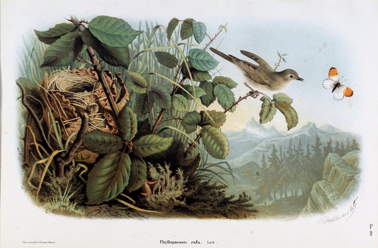 Darstellung des Zilpzalps (Phyllopneuste rufa) (Chromolithographie) von Eugenio and Dressler Oscar  Bettoni