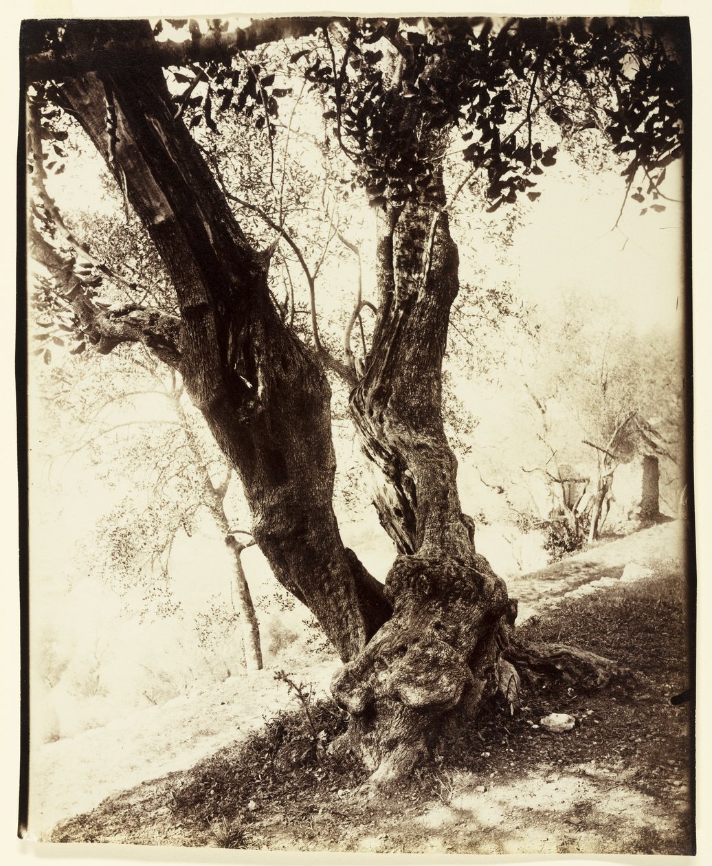Olivier, Nizza, ca. 1900 von Eugène Atget