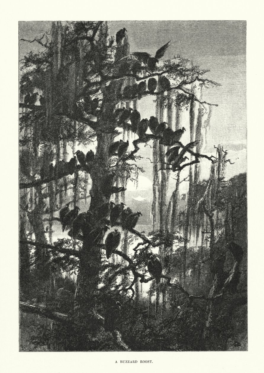 Ein Bussardhorst (Gravur) von European School