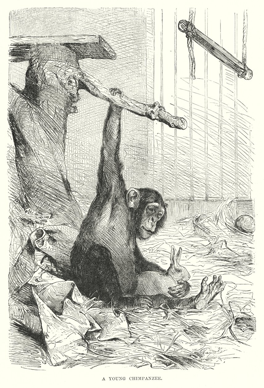 Ein junger Schimpanse von European School