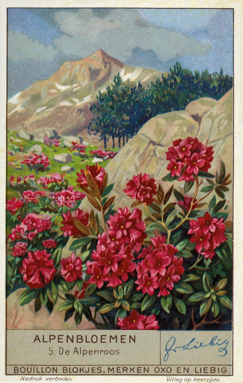 Alpenrose (Rhododendron ferrugineum) (Chromolithografie) von European School