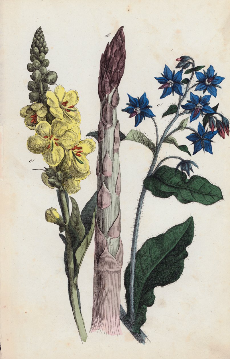 Spargel und Blumen von European School