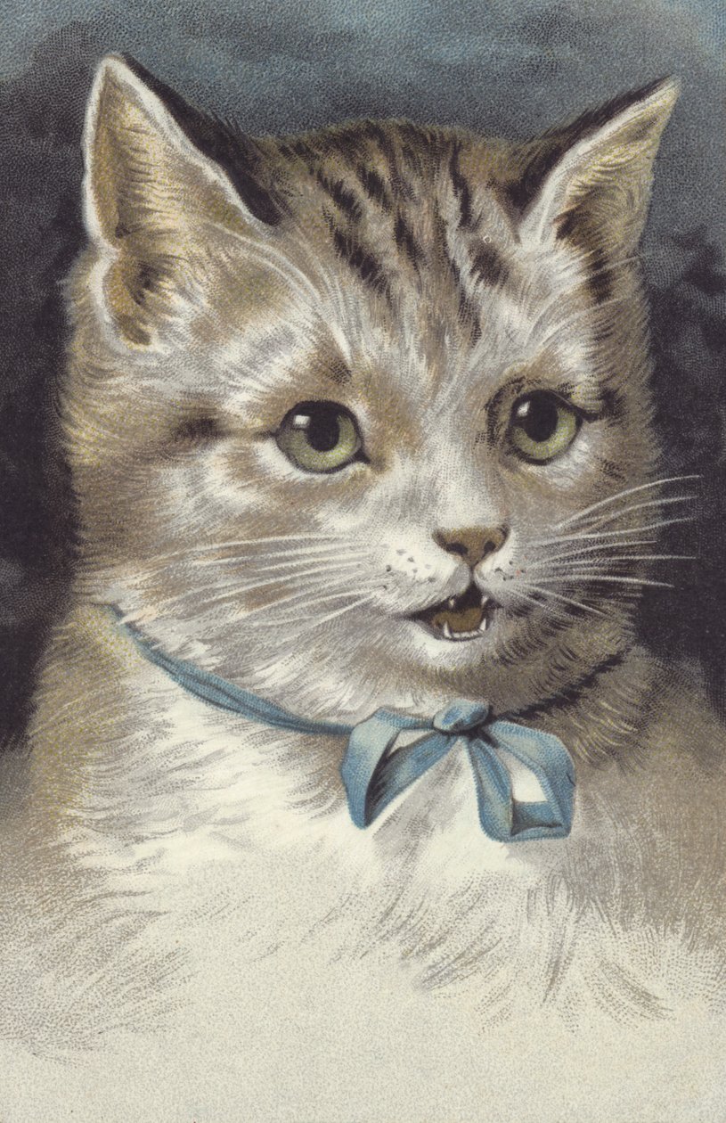 Katze mit blauem Halsband von European School