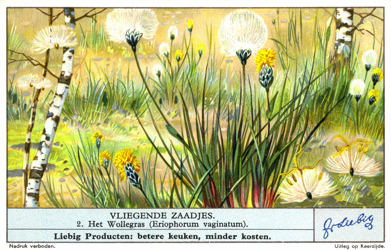 Wollgras (Eriophorum vaginatum) (Chromolithografie) von European School