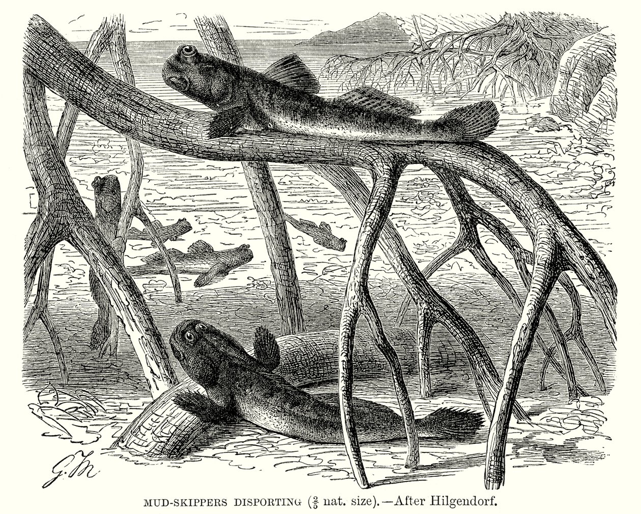 Schlammspringer beim Spielen von European School