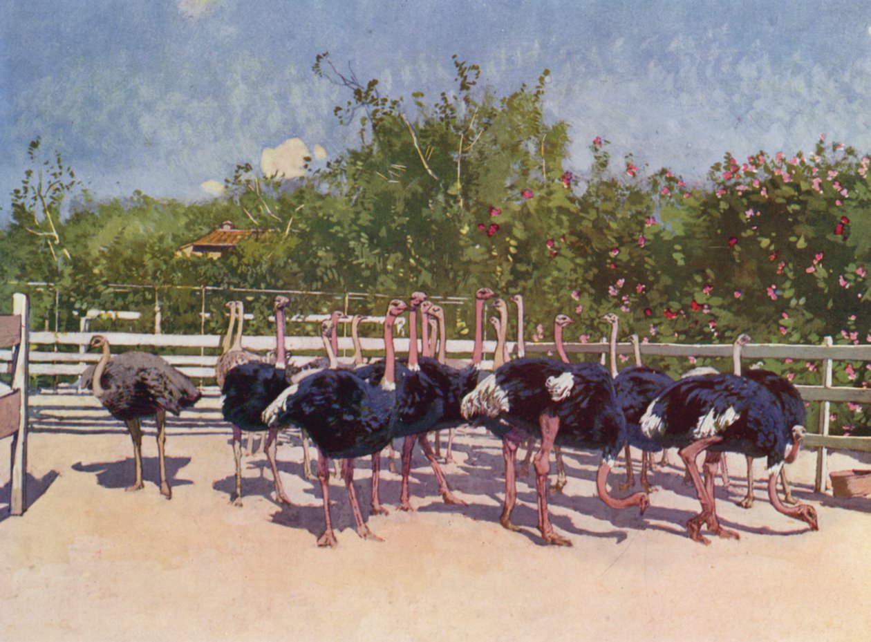 Nizza, Strauße auf der Farm von Nizza von European School