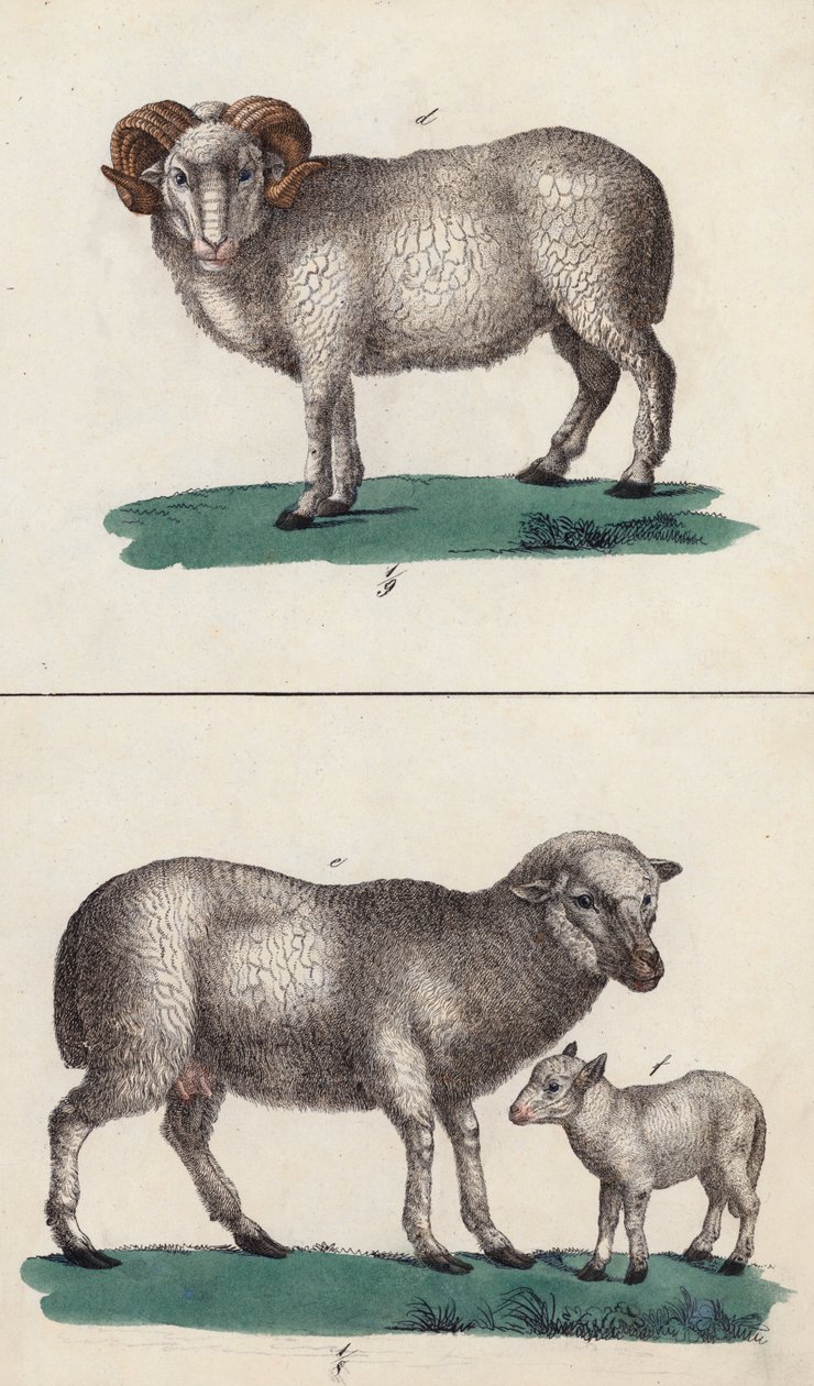 Widder, Schaf und Lamm von European School