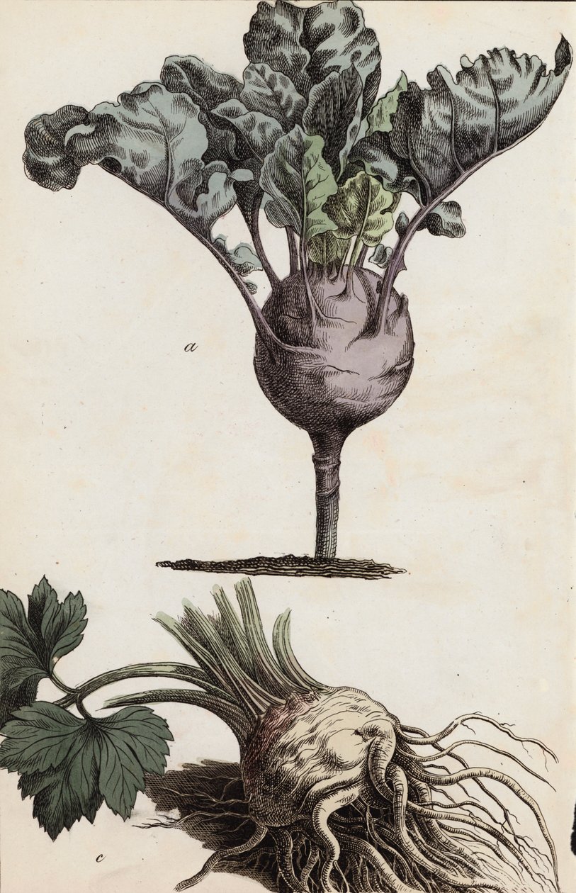 Wurzelgemüse (Farblithografie) von European School