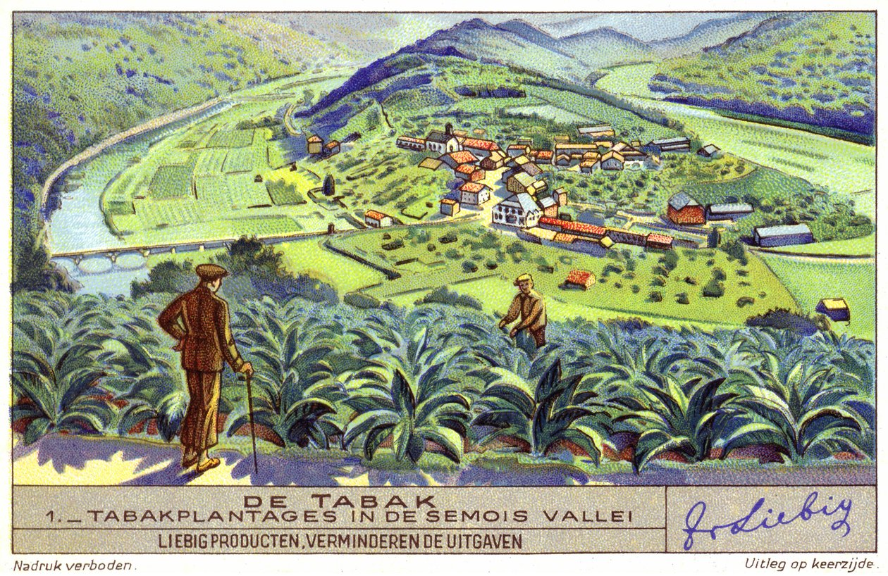 Tabakplantage im Semois-Tal, Belgien (Chromolithografie) von European School