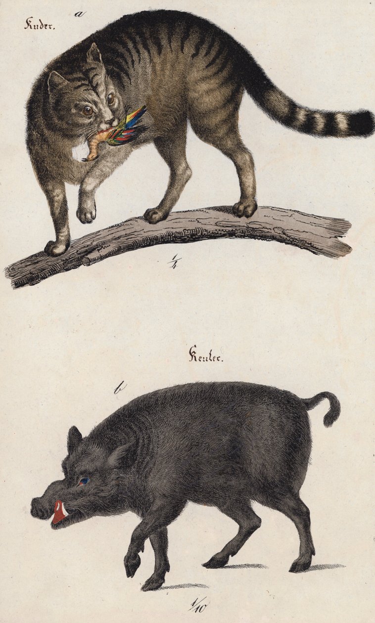 Wildkatze und Wildschwein (Farblithografie) von European School