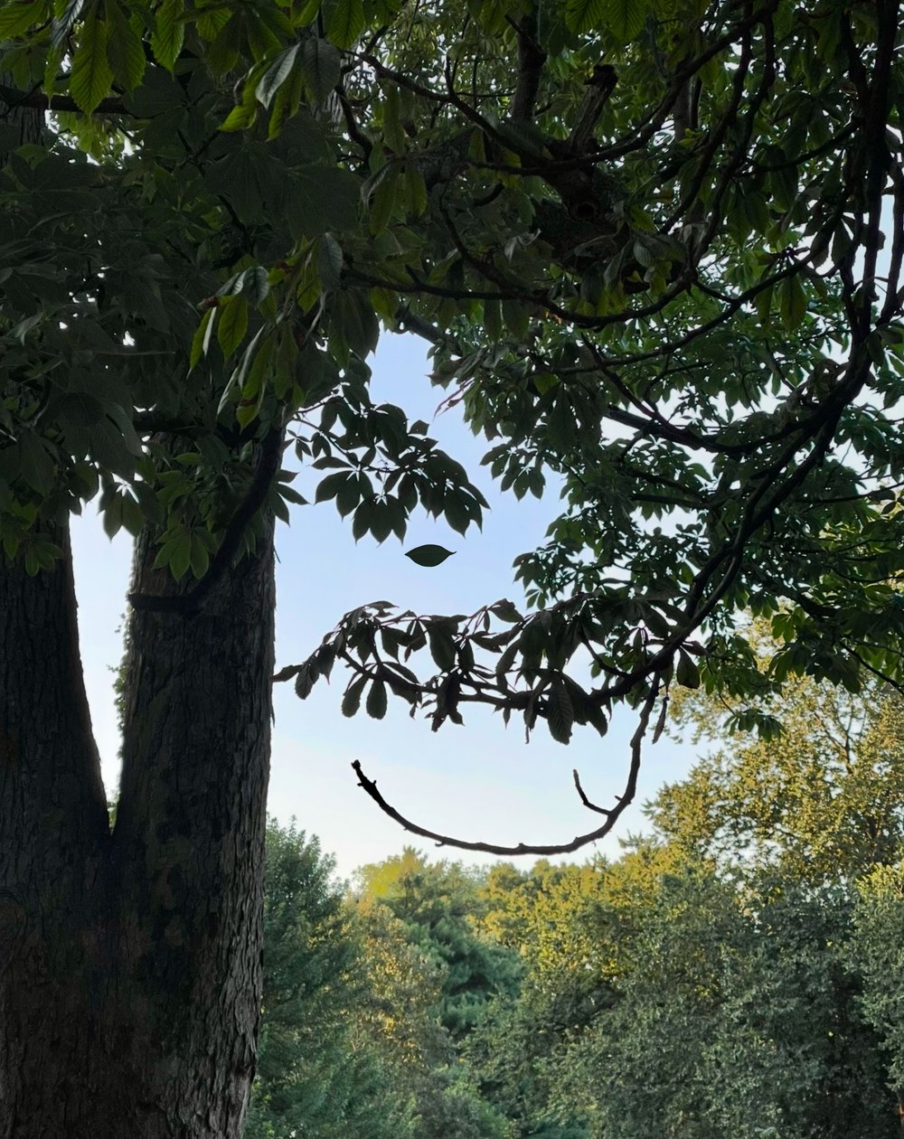 Baum mit lächelnden Augen von Evan Sklar