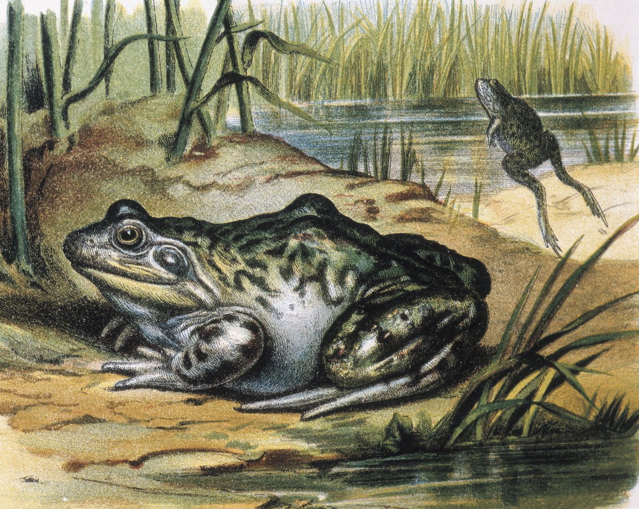 Ochsenfrosch. Ranidae Amphibie. Gravur nach einem Gemälde von F. Padro. von F. (after) Padro