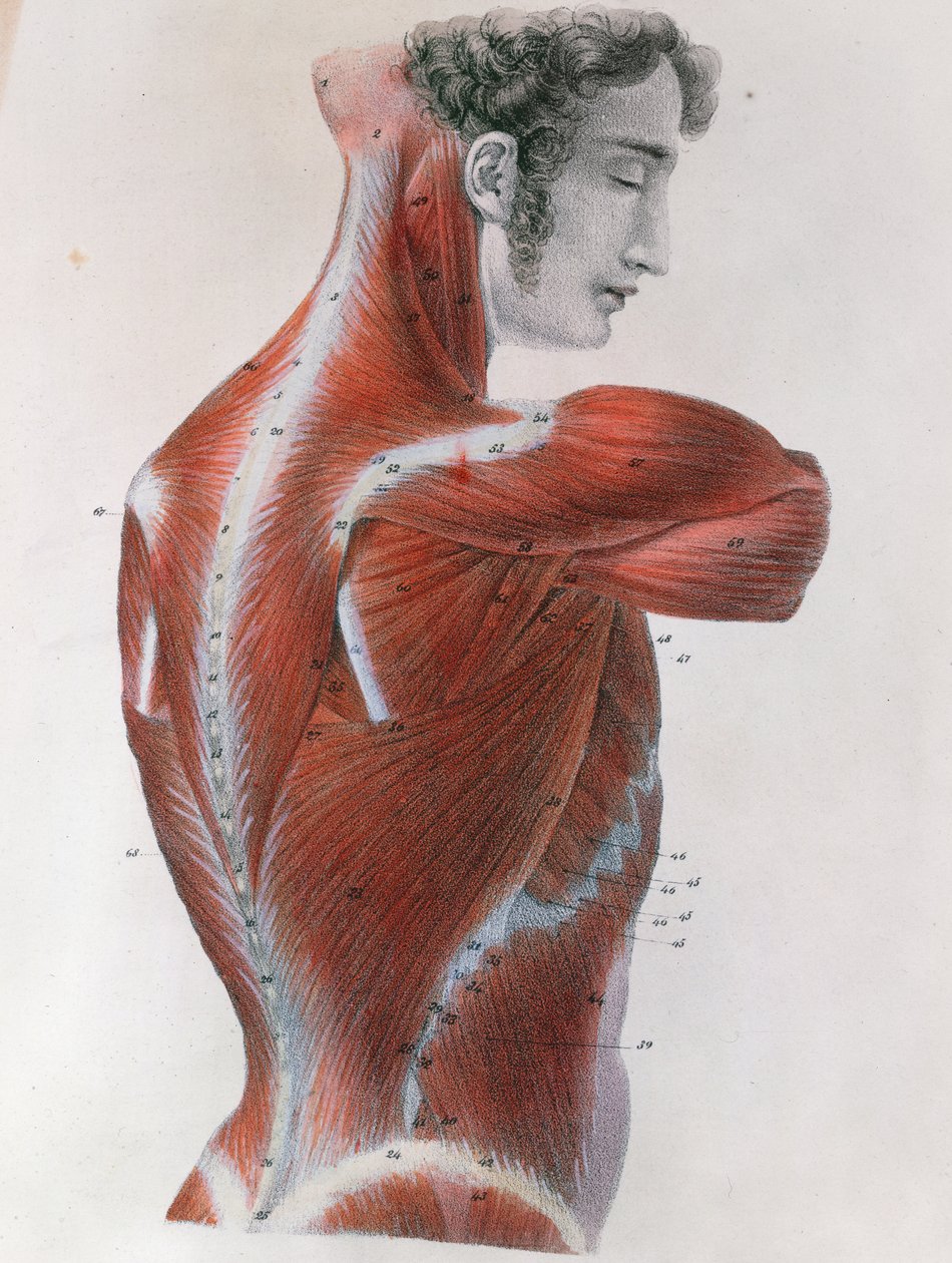 Abgezogener Torso, aus 