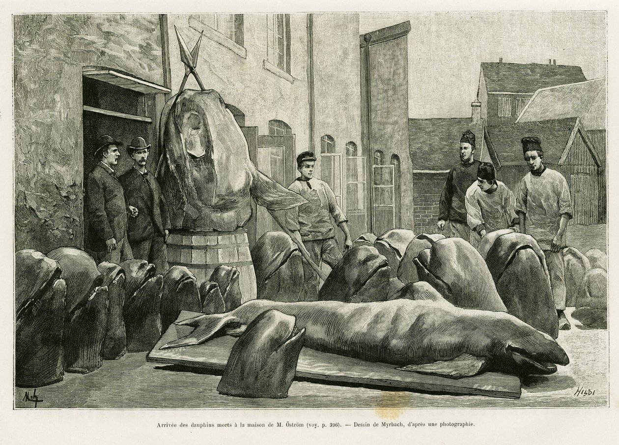 Die Ankunft der toten Delfine im Haus von Herrn Ostrom auf der Torrents-Insel. Gravur von Myrbach zur Illustration der Geschichte „Ein Monat im Archipel der Färöer“ von H. Labonne, veröffentlicht in Le Tour du monde 1887 von Felicien baron de Myrbach Rheinfeld