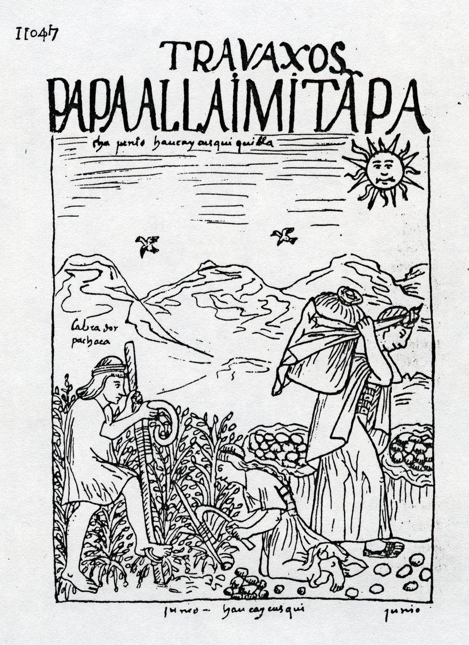 Der Monat Juni, Kartoffelernte von Felipe Huaman Poma de Ayala