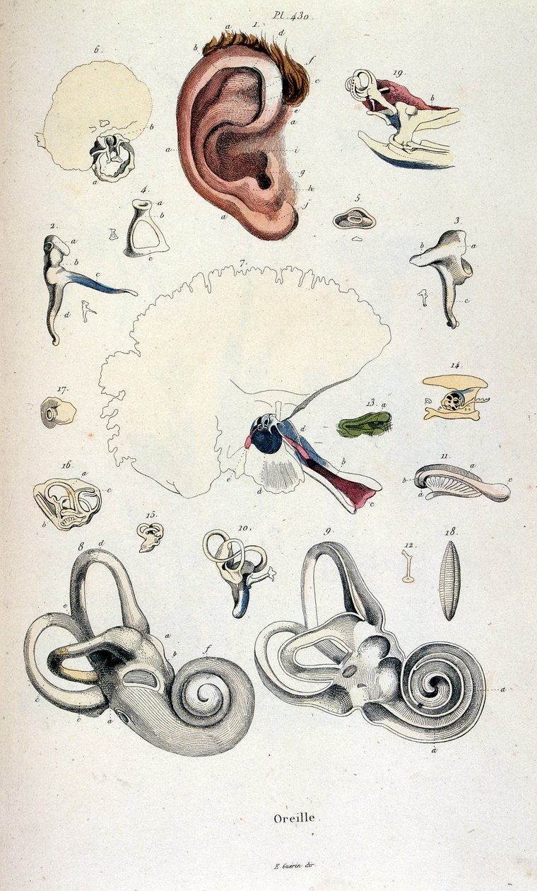 Anatomische Illustration von F. E. Guerin. Aus Dictionnaire pittoresque d