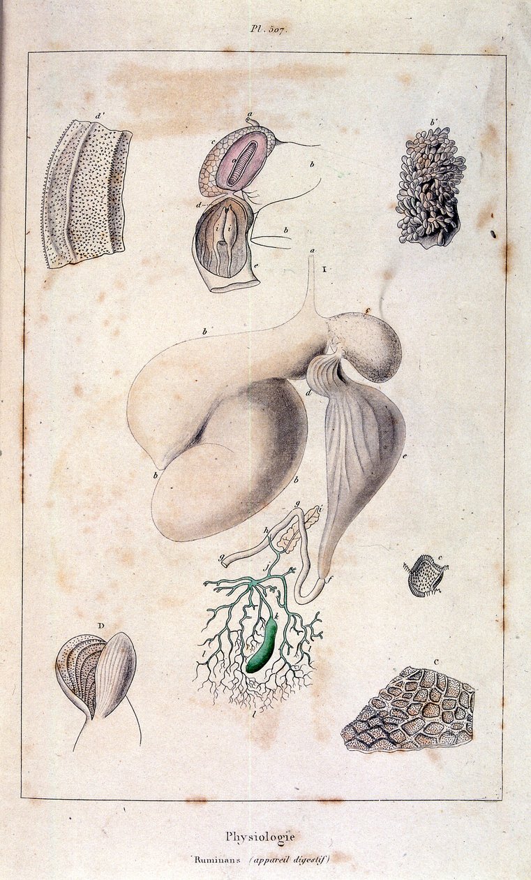 Anatomische Illustration von F. E. Guerin. Aus Dictionnaire pittoresque d