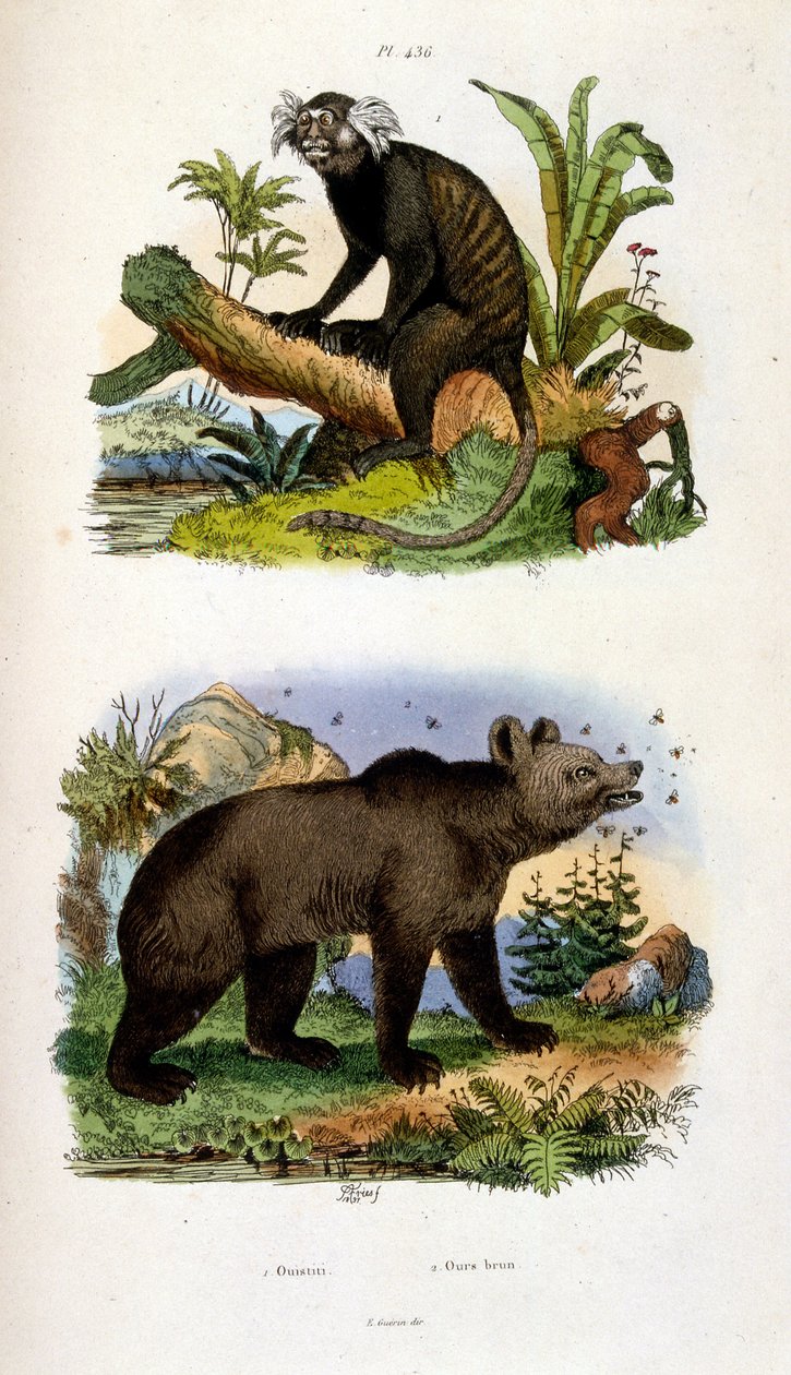 Botanische und zoologische Illustration von F. E. Guerin. Aus Dictionnaire pittoresque d