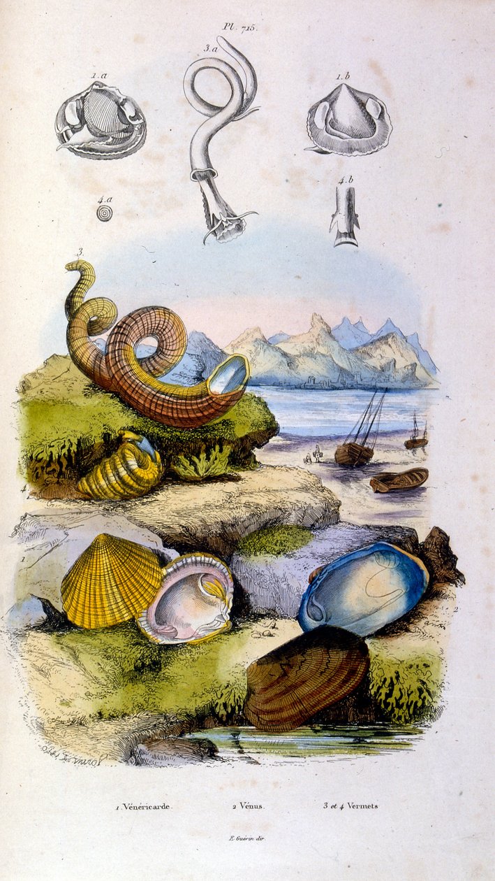 Botanische und zoologische Illustration von F. E. Guerin. Aus Dictionnaire pittoresque d