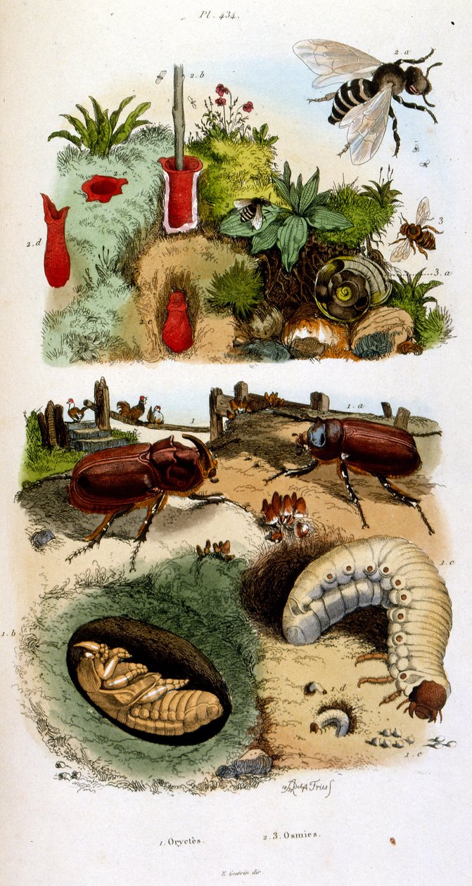 Botanische und zoologische Illustration von F. E. Guerin. Aus Dictionnaire pittoresque d
