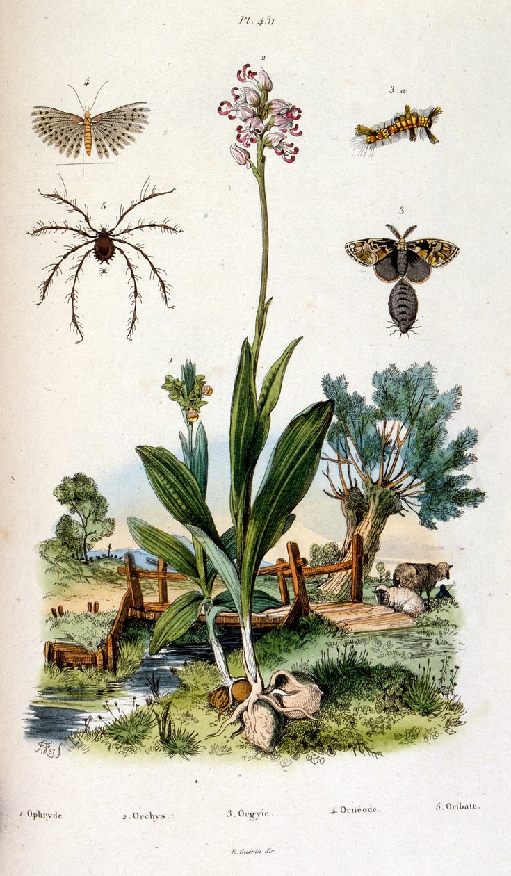 Botanische und zoologische Illustration von F. E. Guerin. Aus Dictionnaire pittoresque d