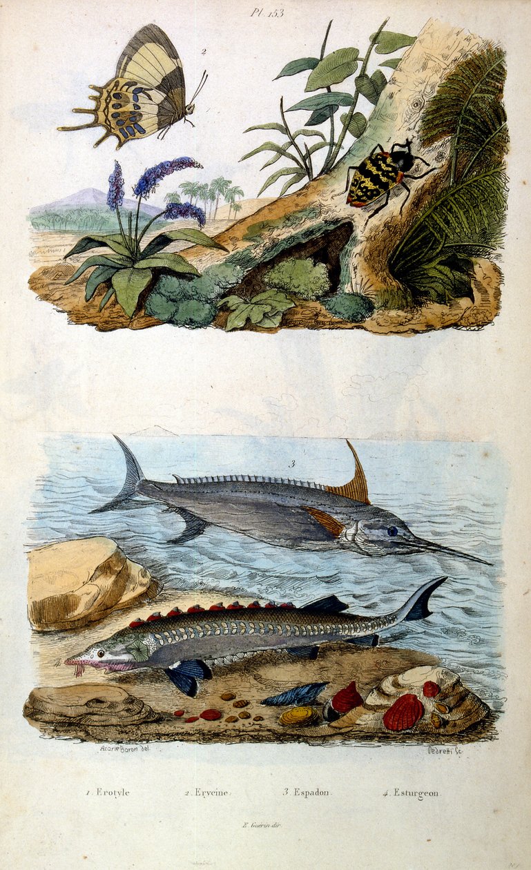 Botanische und zoologische Illustration von F. E. Guerin. Aus Dictionnaire pittoresque d