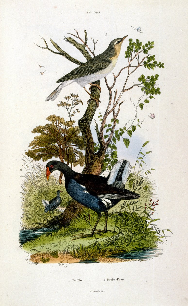 Botanische und zoologische Illustration von F. E. Guerin. Aus Dictionnaire pittoresque d