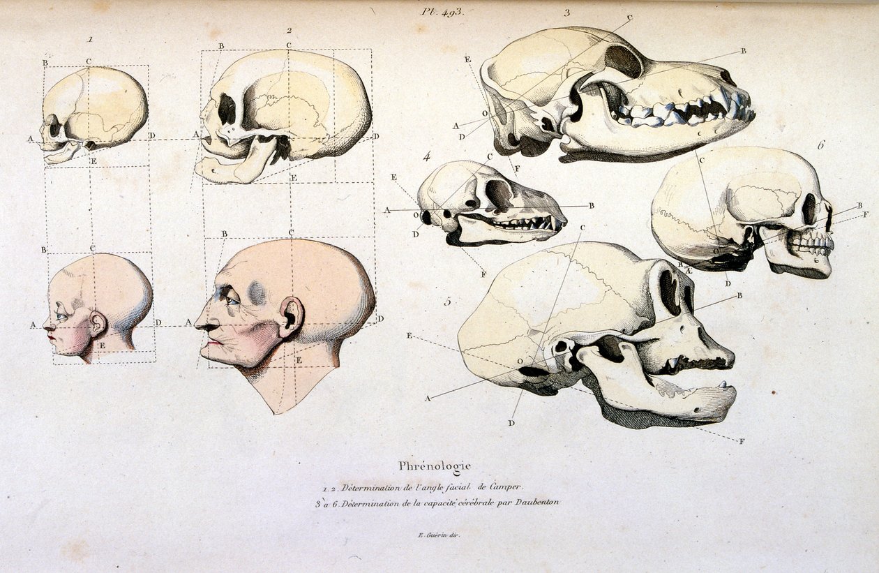Phrenologie (anatomisch), Illustration von F. E. Guerin. Aus Dictionnaire pittoresque d