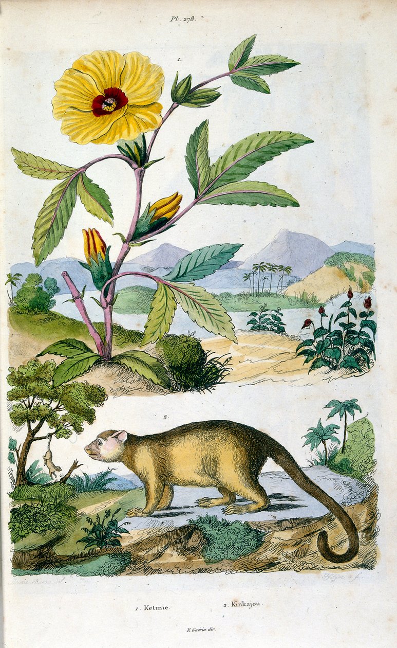 Der Kinkajou; ein Regenwaldsäugetier der Familie Procyonidae, verwandt mit Olingos, Nasenbären, Waschbären und dem Ringtail und Cacomistle. Botanische und zoologische Illustration von F. E. Guerin. Aus Dictionnaire pittoresque d