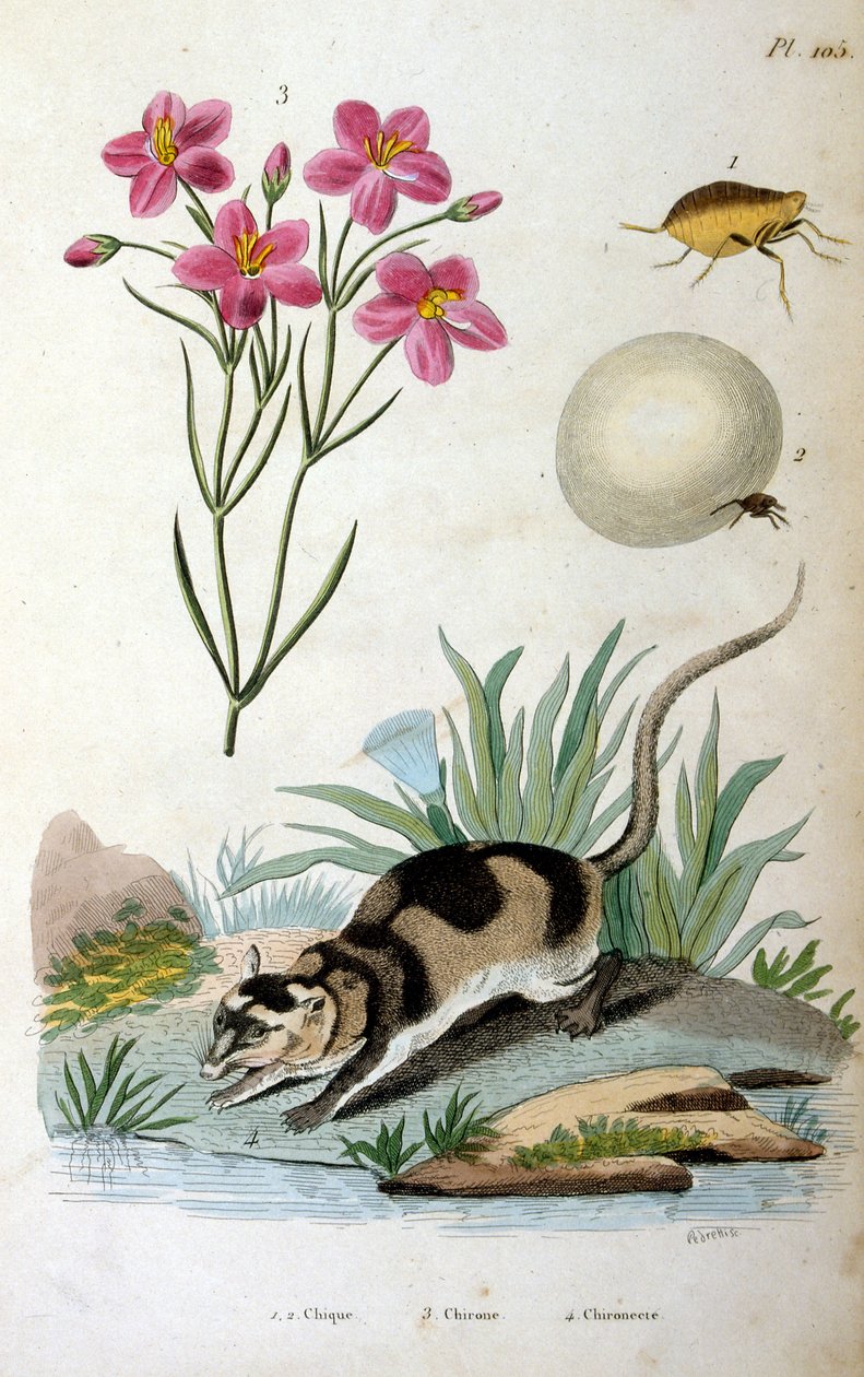 Wasserbeutelratte (Chironectes minimus) von Felix-Edouard Guerin