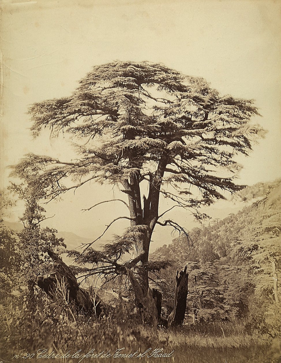 Große Zeder im Teniet el Haad Wald, Libanon von Félix Bonfils