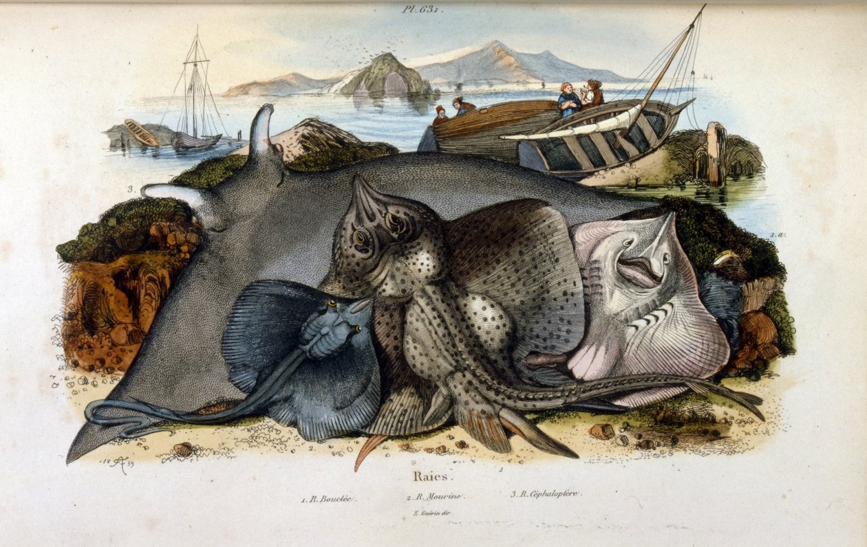 Illustration eines Manta-Rochen (aus Dictionnaire pittoresque d