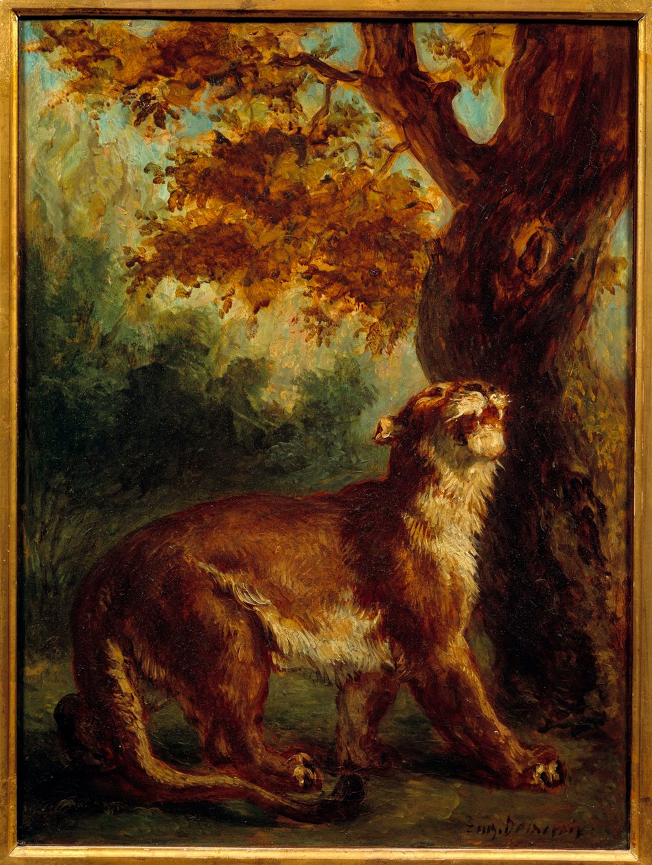Der Puma sagt auch Löwin auf der Suche nach Beute von Ferdinand Victor Eugene Delacroix