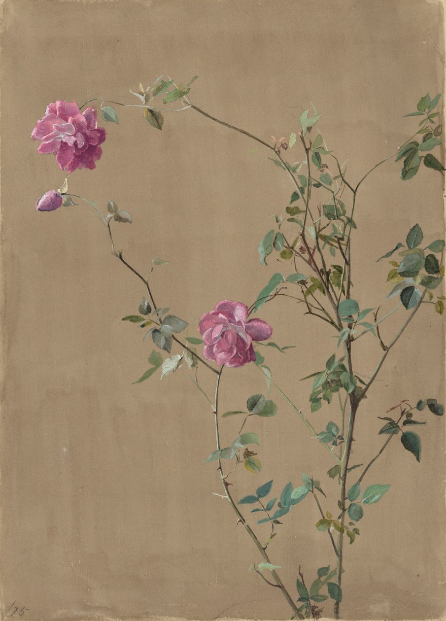 Rosa Rosen von Fidelia Bridges