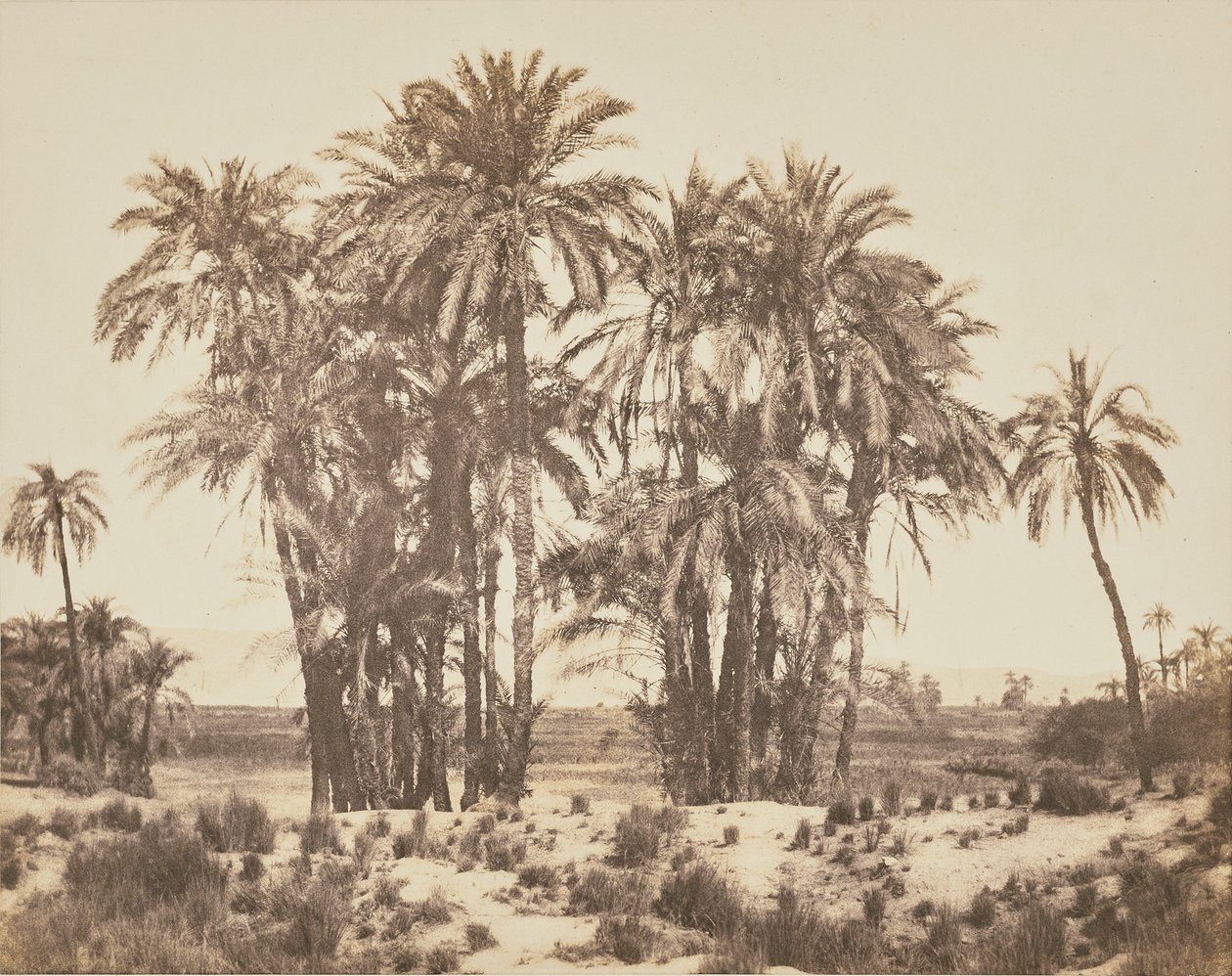 Hain von Dattelpalmen von Punkt A, Karnak von Félix Teynard