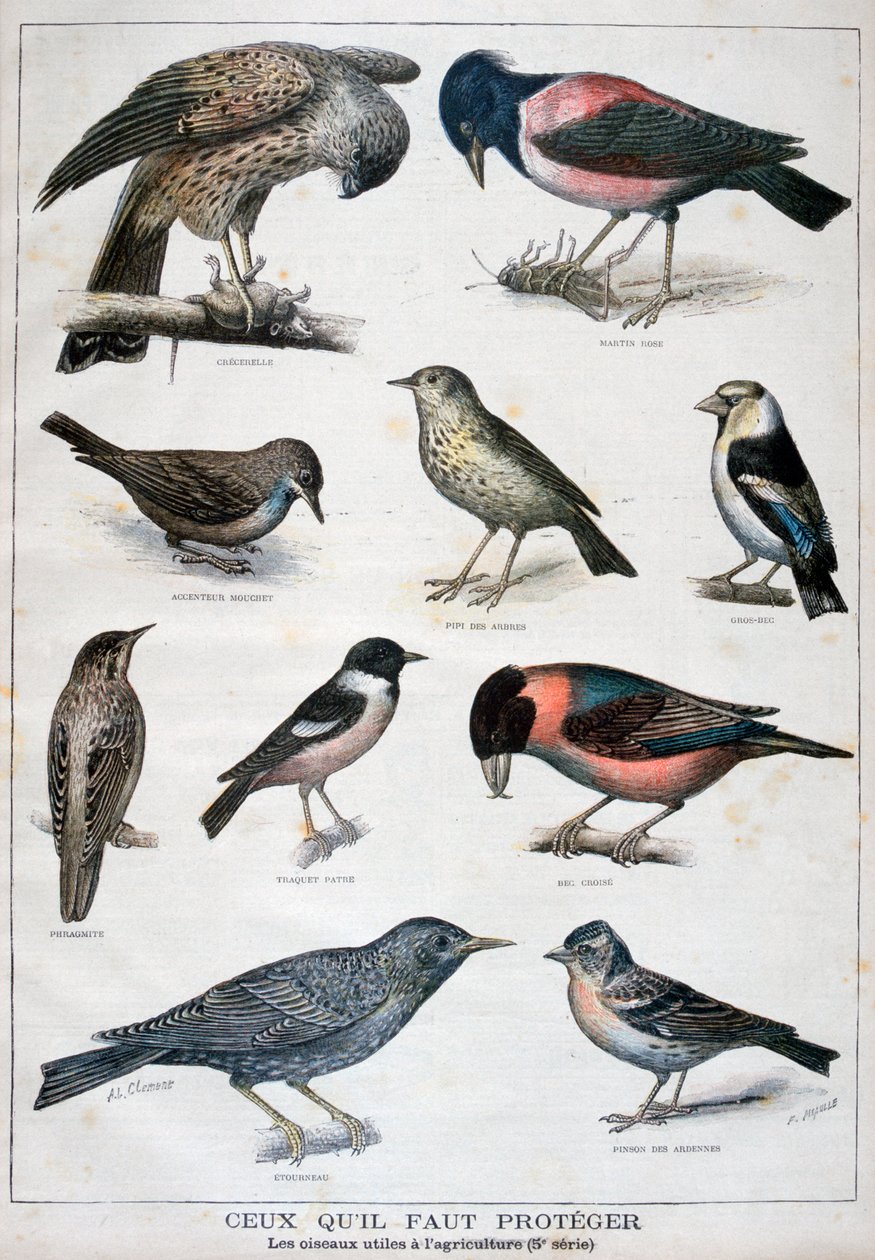 Vögel, die geschützt sind und in der Landwirtschaft hilfreich sind von Fortuné Méaulle