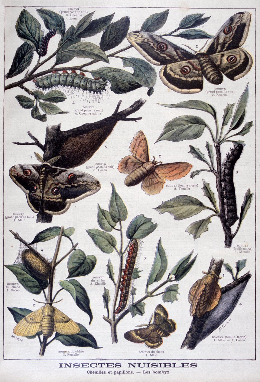 Schädliche Insekten: Raupen, Schmetterlinge und Motten, 1897 von Fortuné Méaulle