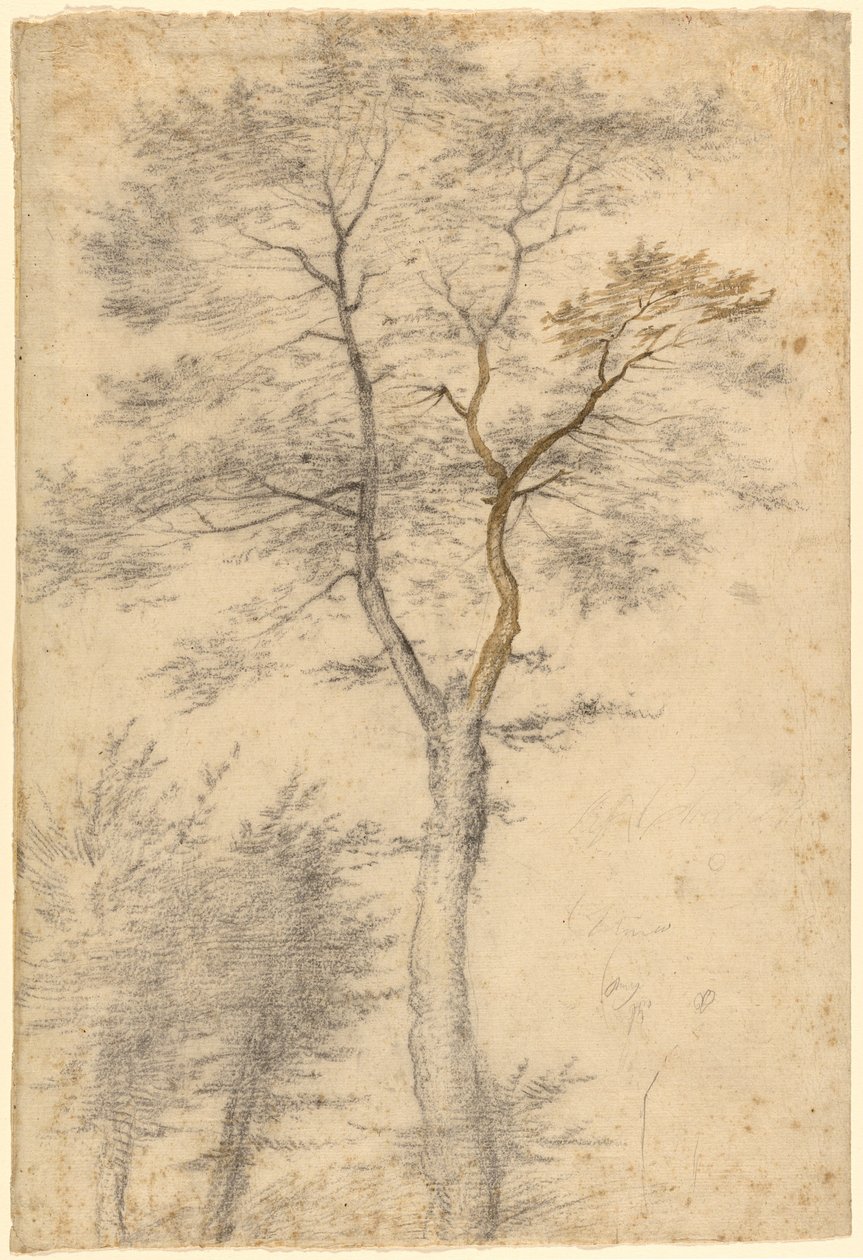 Drei Studien von Bäumen von Fra Bartolommeo (Baccio della Porta)