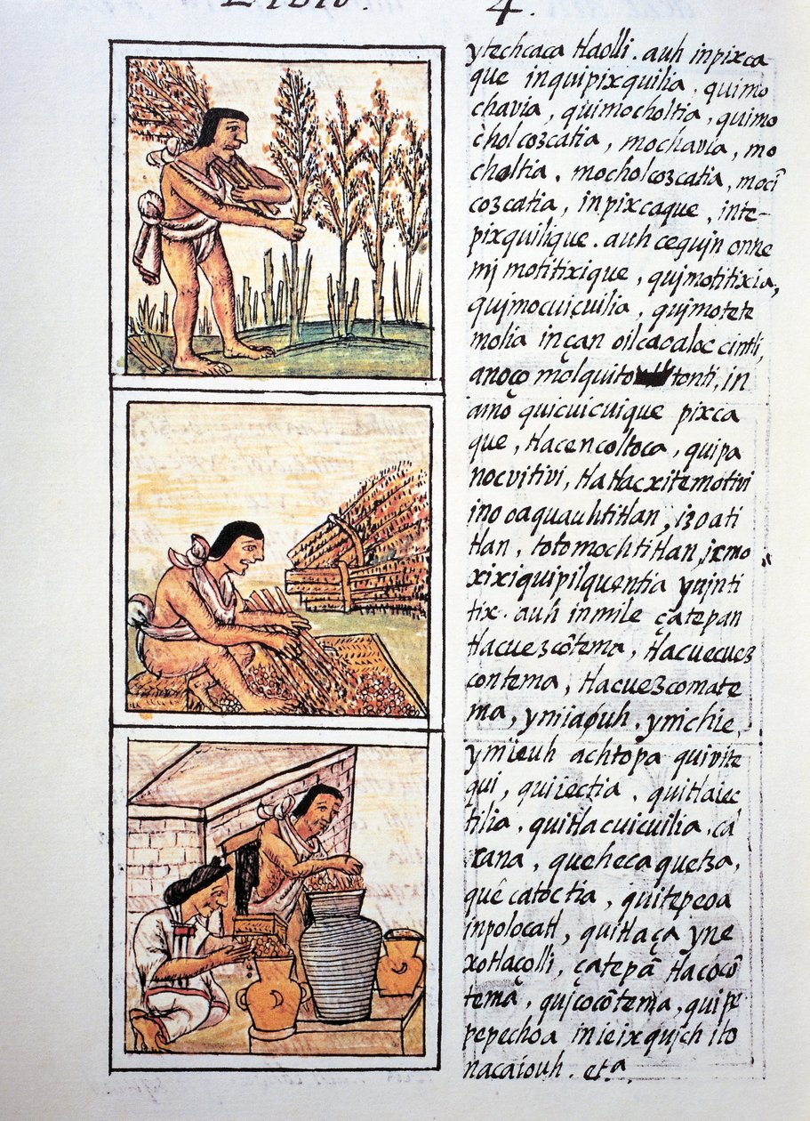 Szenen aus dem Bauernleben, Weizenernte, Entkörnung auf Matte und Lagerung in Krügen, Text in Nahuatl, aus Faksimile des Manuskripts Allgemeine Geschichte der Dinge von Neuspanien, auch bekannt als Florentiner Kodex, von Bernardino de Sahagun von Fra Bernadino da Sahagun
