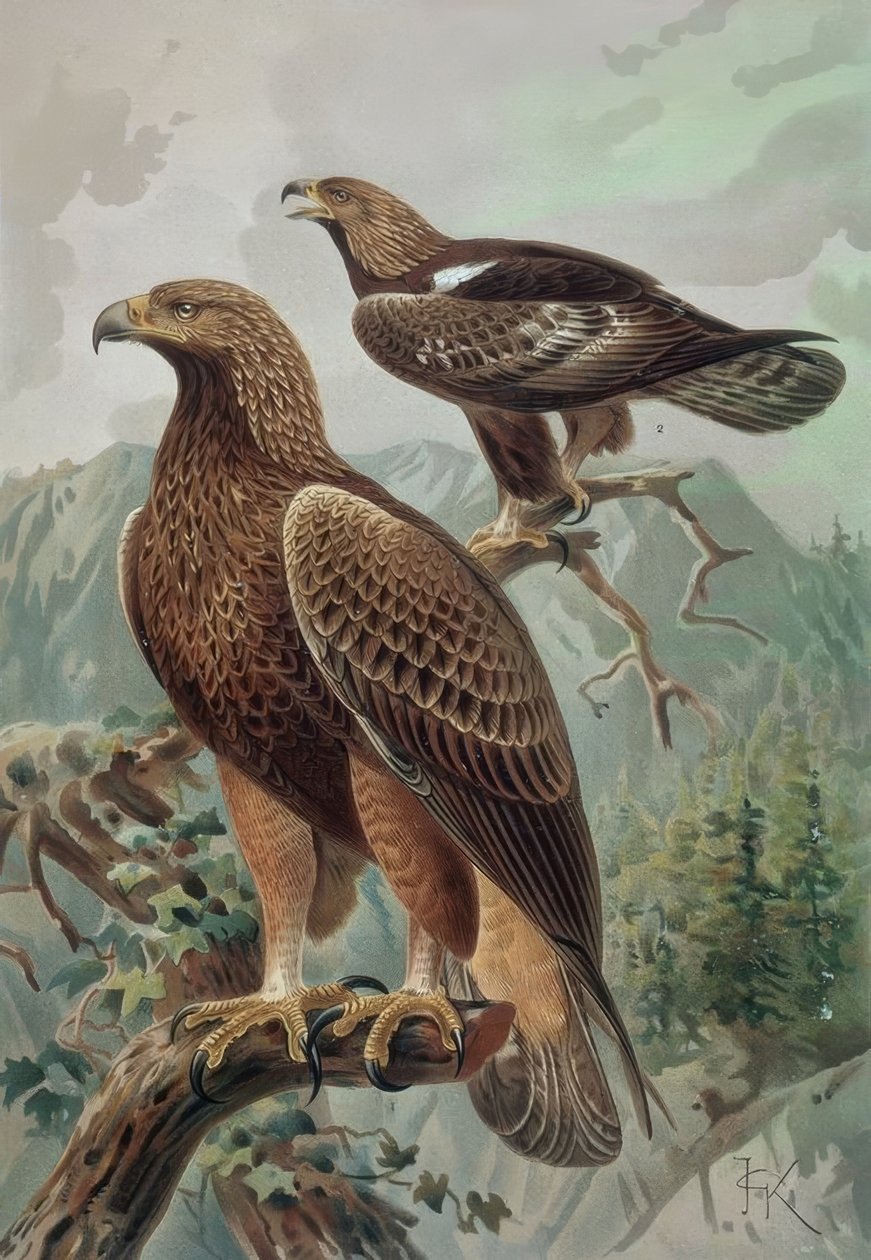 Goldener Adler - Männchen und Weibchen von Francia