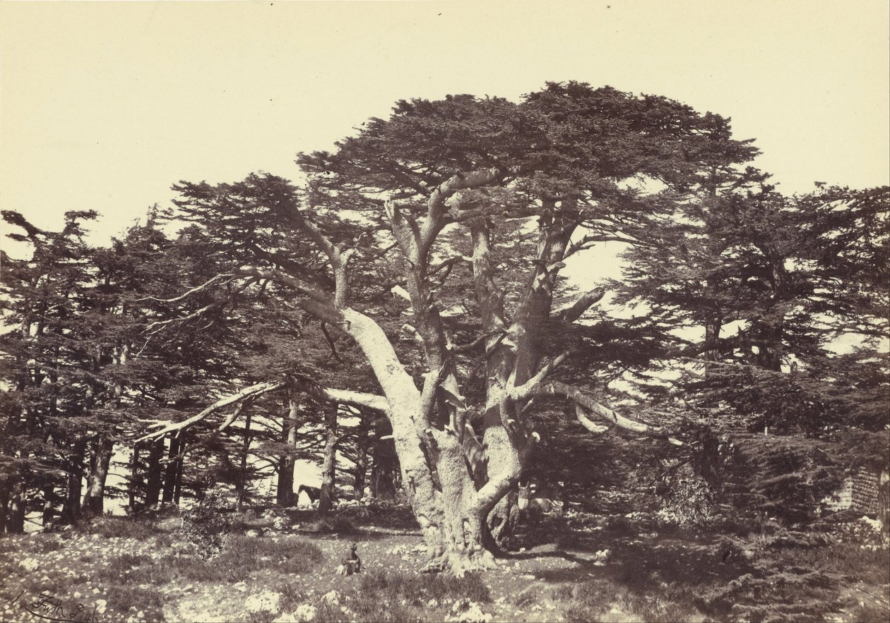 Der Größte der Zedern, Berg Libanon von Francis Frith